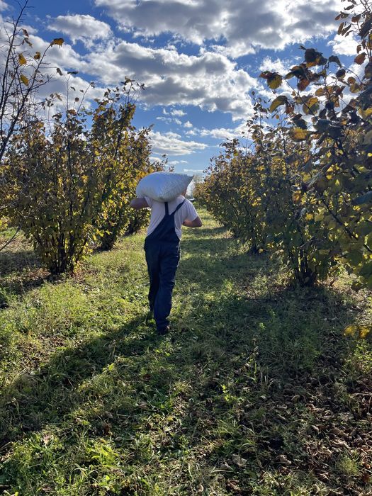 Alune de padure  2025