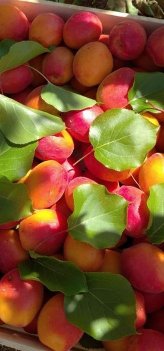 Урик  ранней. Кур содик. Гулинги.