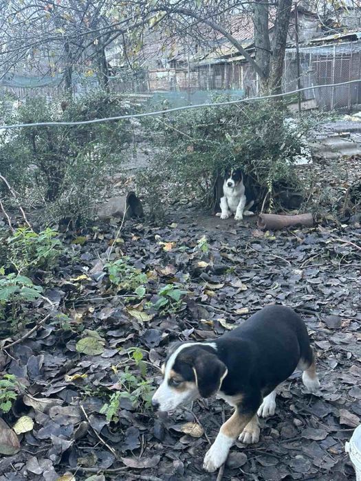 Кучета порода:Трицветен палаш