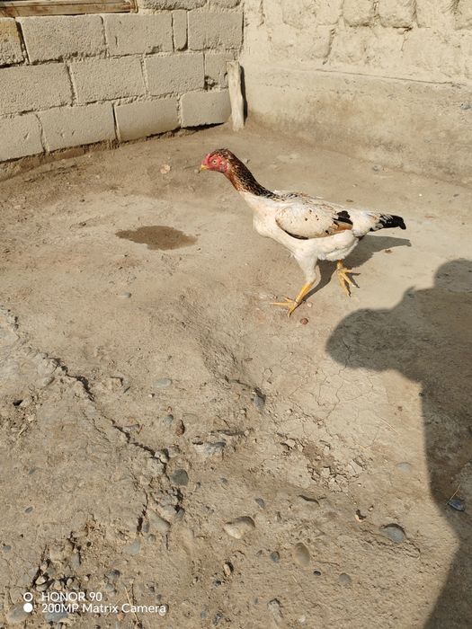 Дакан Товук сотади карис