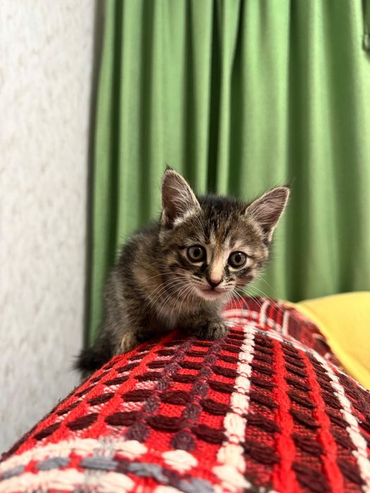 Ачеравашки котята девочки