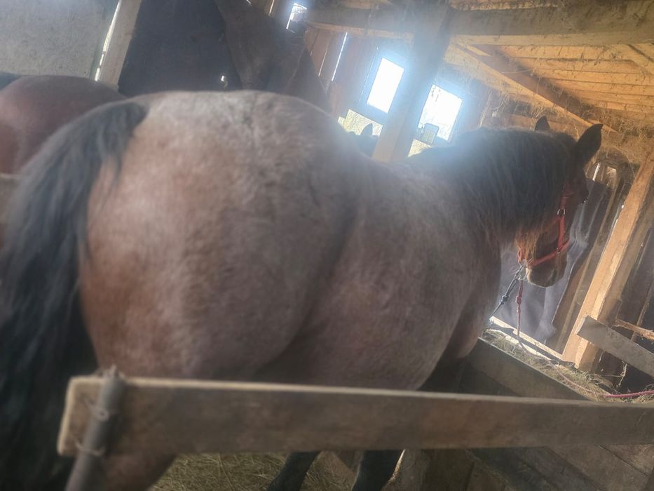 Vând două iepe semigrele