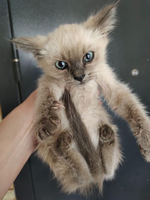 Котёнок девочка в добрые руки.