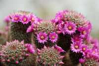 Vand pui cactus care face flori de culoare roz/mov