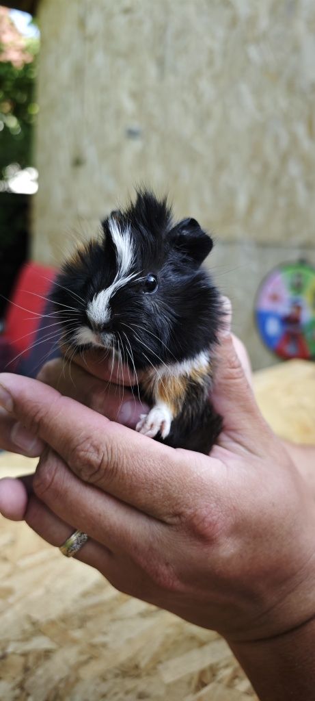 Vând pui porcușor Guinea