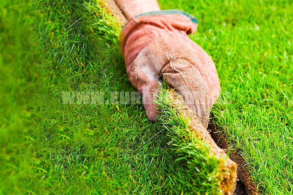 Рулонные газоны в ташкенте в ассортименте