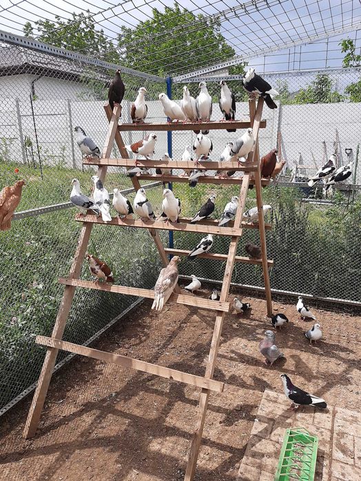 Porumbei jucatori galateni