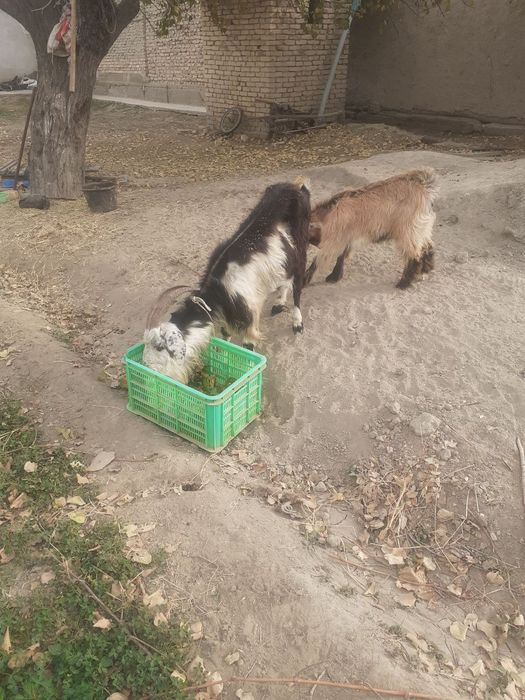 Ona bola echki sotiladi