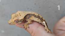 Бананояден Гекон/Correlophus ciliatus/Crested gecko