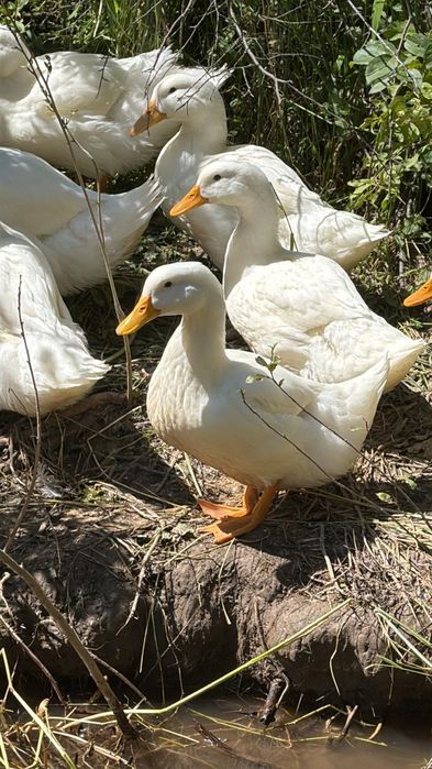 Продаётся Белые утки