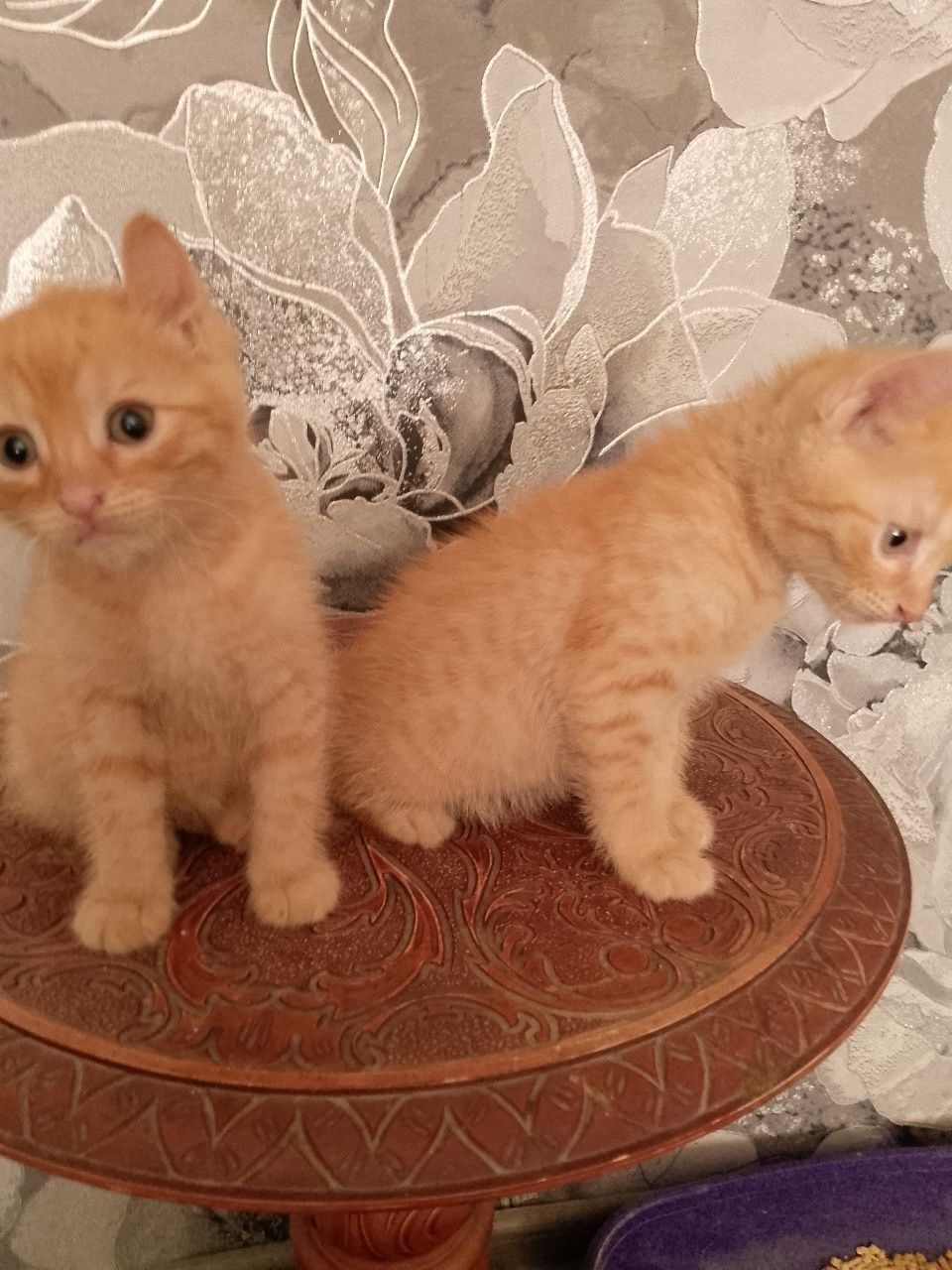 Продаются милые рыжие котятки