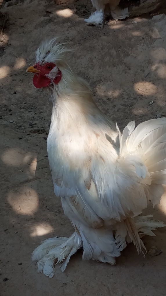 Yapon Xoʻroz sotiladi