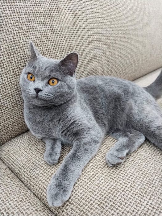 Продам котенка 6/7 месяцев