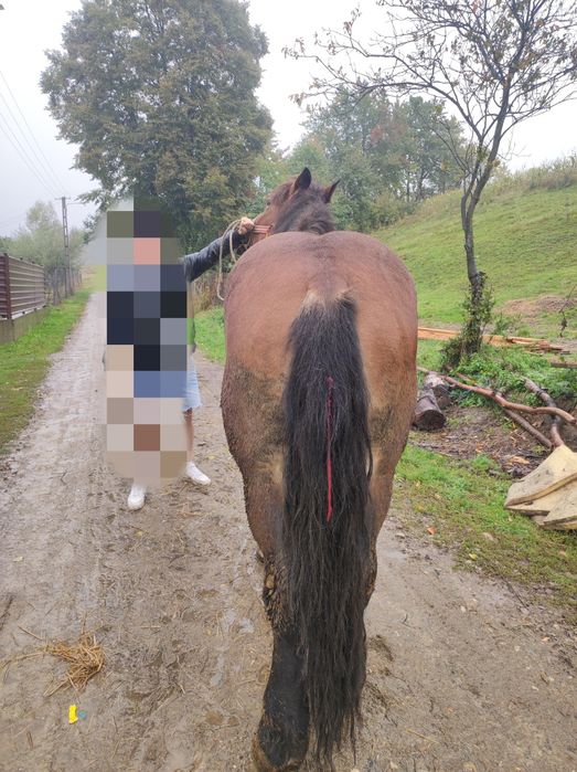 Mânz de 2 ani castrat