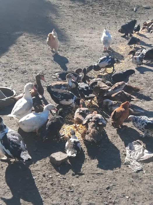 De vânzare rațe mute