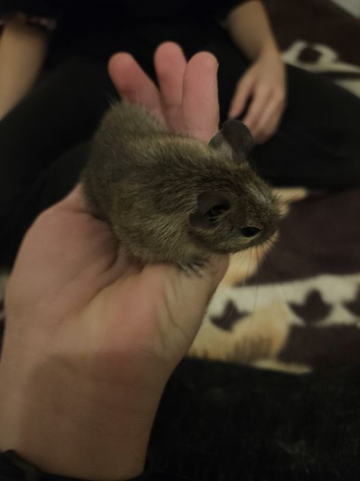 2 Veverite degu surori