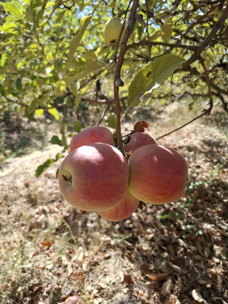 Anor olma bor optom farmeri oʻzidan