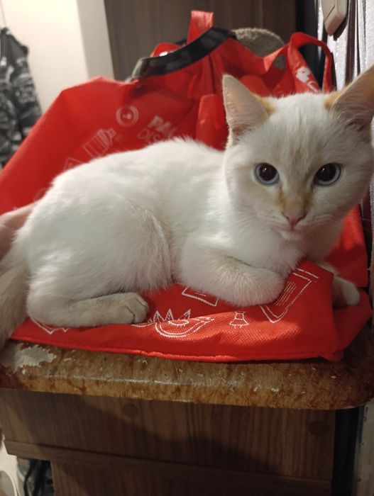 Белый котенок срочно