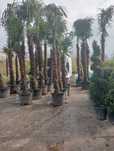Plante ornamentale pt o gradina de vis
