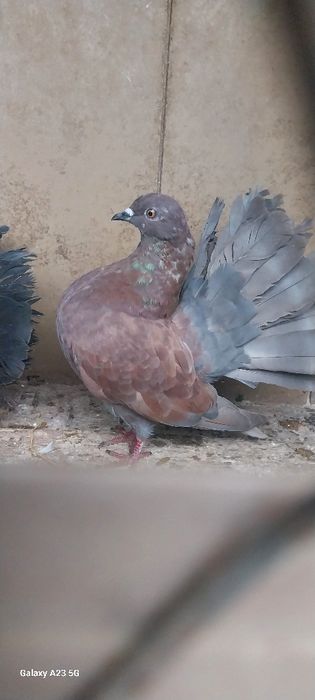 Vând porumbei  curcani/rotați