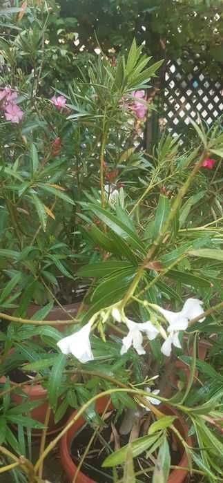 Leandri maturi, culori alb, roz sau roșu grena, înălțime 120 - 140 cm