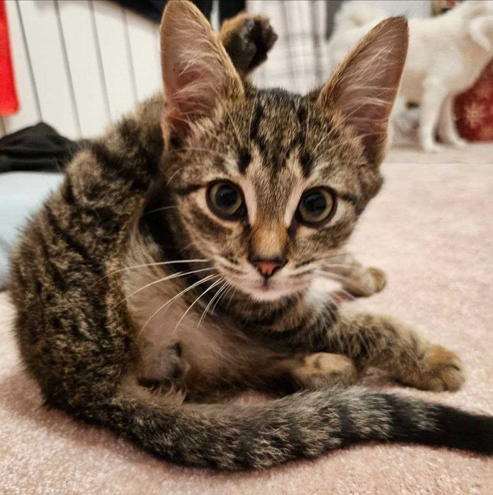 Motanei adorabile, jucausi si gata de o casa iubitoare