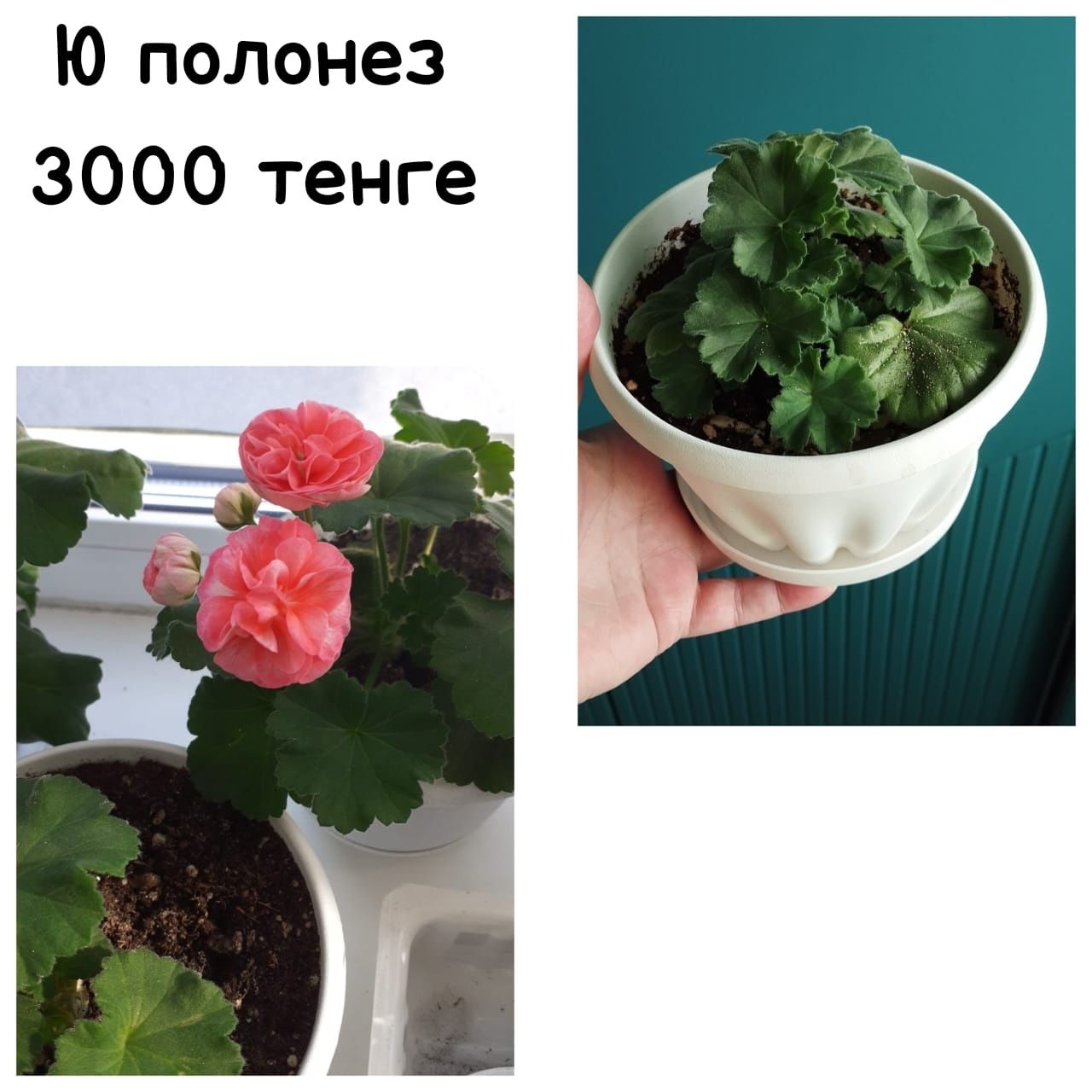 Пеларгонии много сортов герань