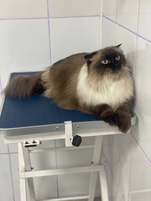 Услуги груминга кошек и собак