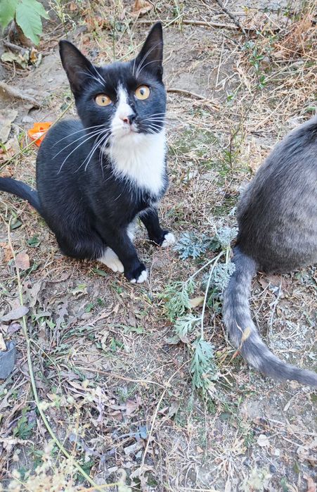 Котик 6  месяцев