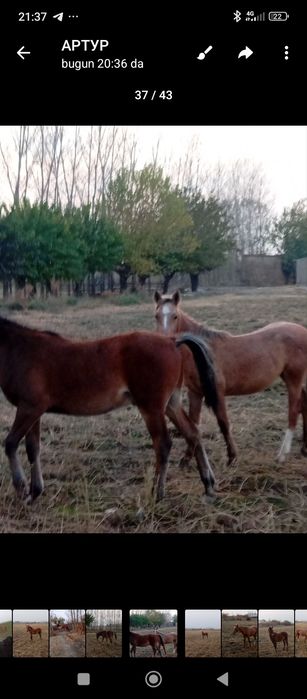 Тойлар сотилади 40 миллон ками бор