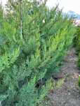 Cupressocyparis Leylandii