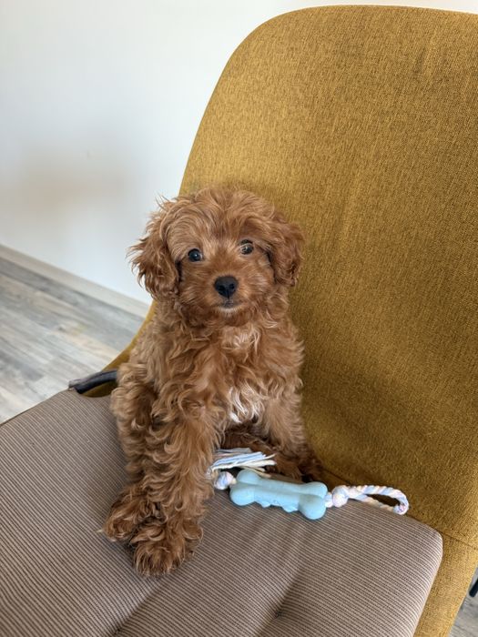 Кавапу момче на 3 месеца