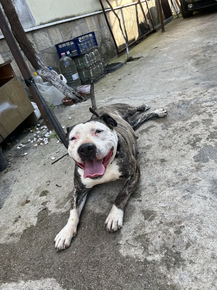American bully standart