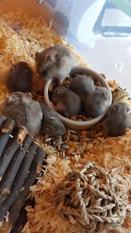 Adopție Pui de Hamster Pitic