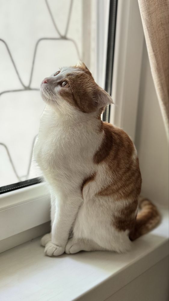 Скотиш фолд девочка