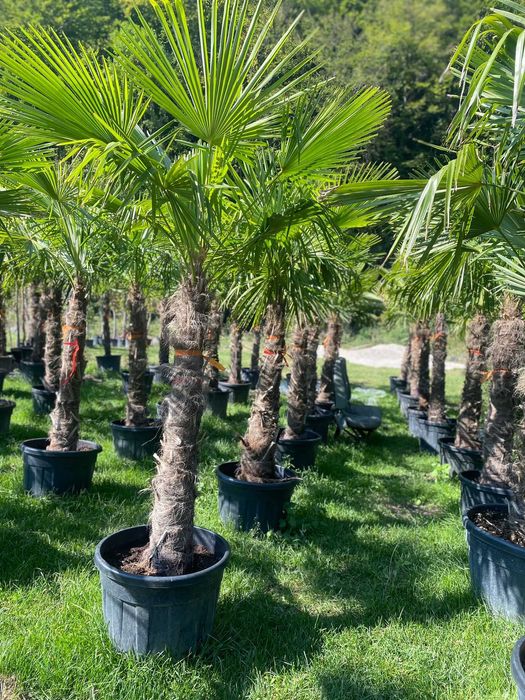 Plante ornamentale deosebite pentru colecții rare și speciale