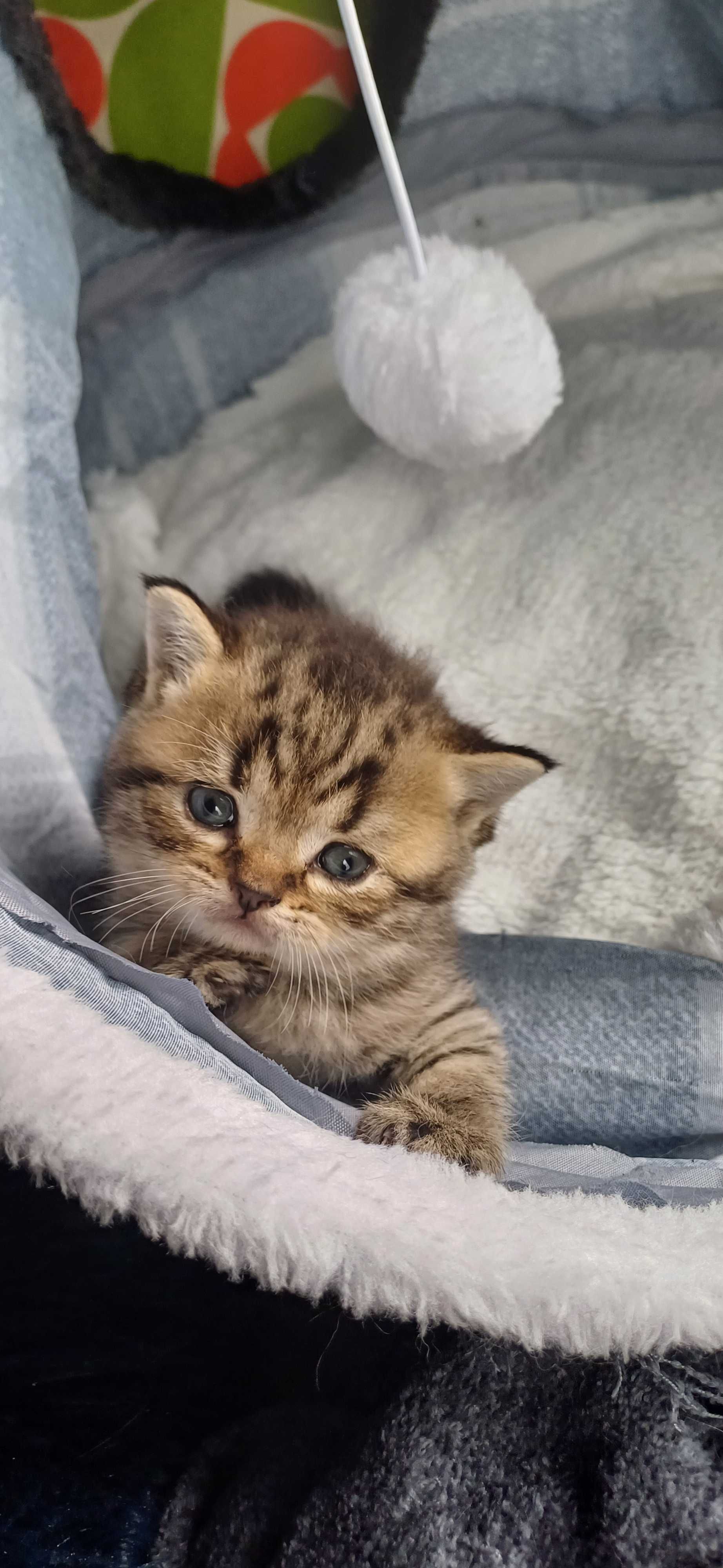 Pui British shorthair tabby