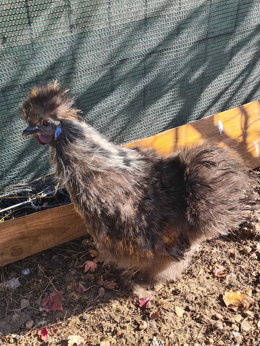 Cocosi tineri matase japoneza