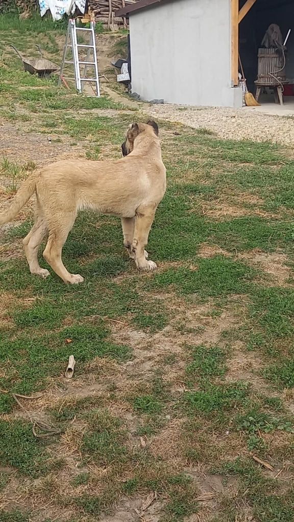 Kangal mascul 5 luni