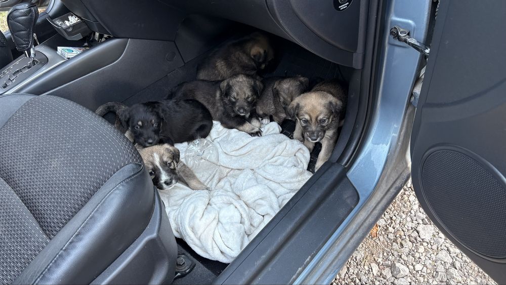 Подаряват се бебета кученца