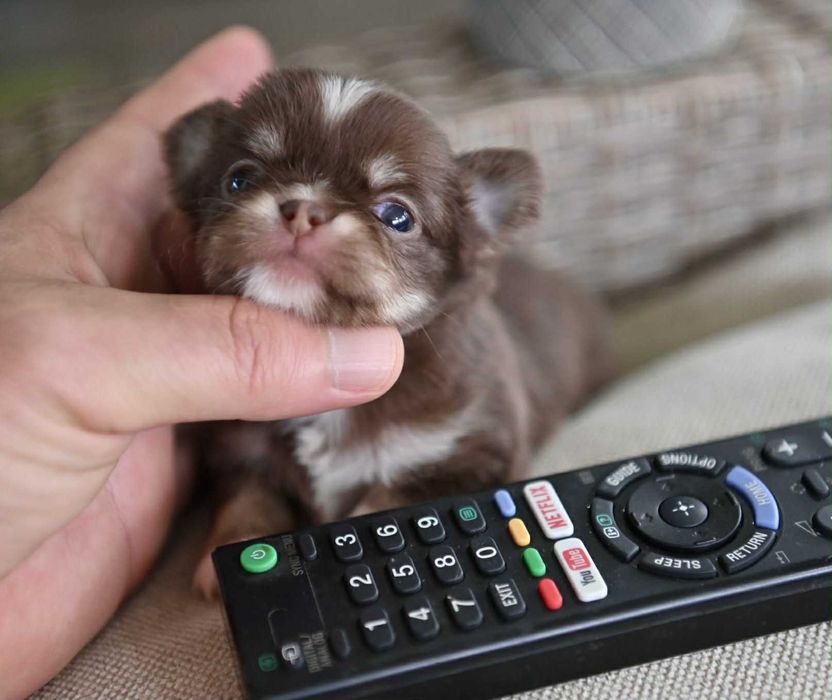 Женско миниатюрно чихуахуа шоколадов тен