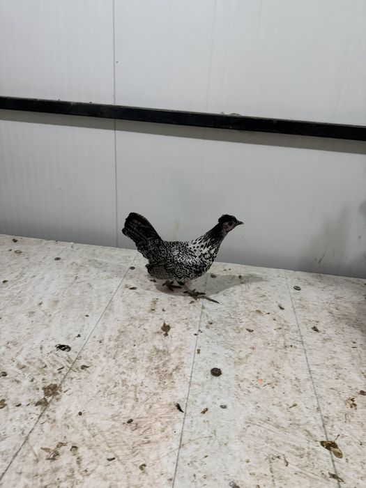 Продавам декоративни кокошки