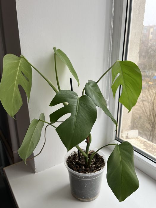 Продам комнатные растения