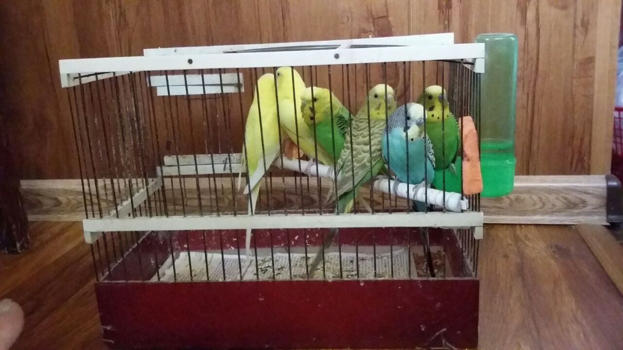 Волнистые попугаи готовые