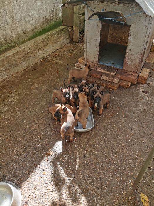 Белгийски овчарки малиноа