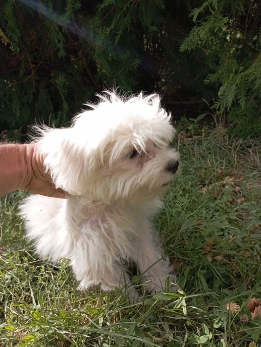 Малтийска болонка на 8 месеца