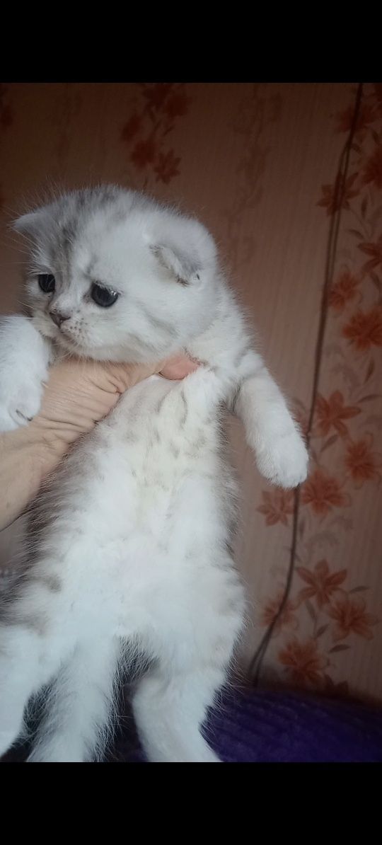Продам шотладского вислоухого котика.