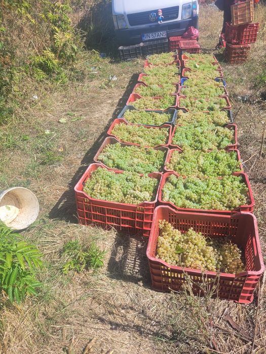 Struguri de vin feteasca
