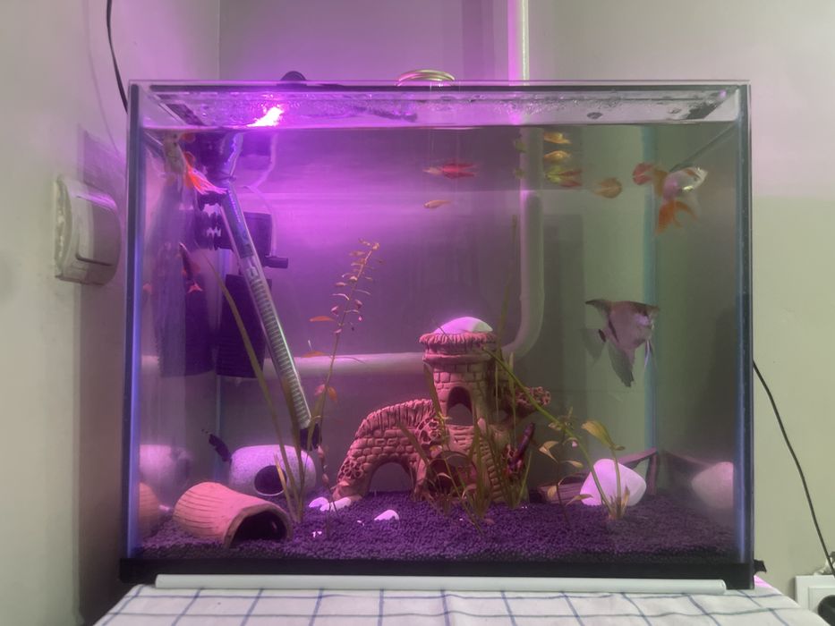 продаются рыбы по хорошим ценам