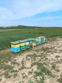Familii albine de vânzare